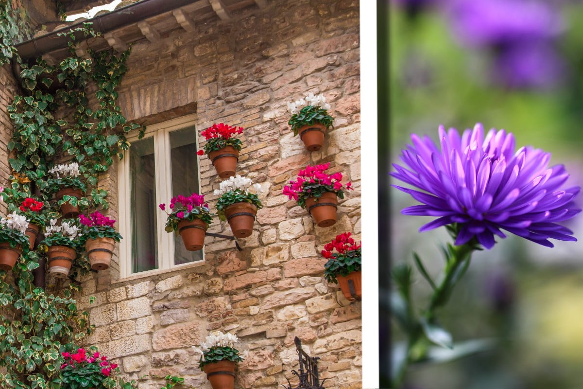 ecco 5 fiori autunnali per fiori autunnali