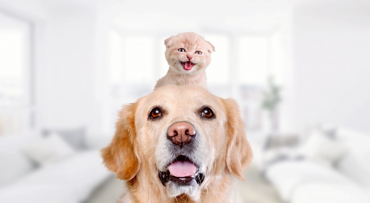 ecco come avere una casa AdobeStock 391484623