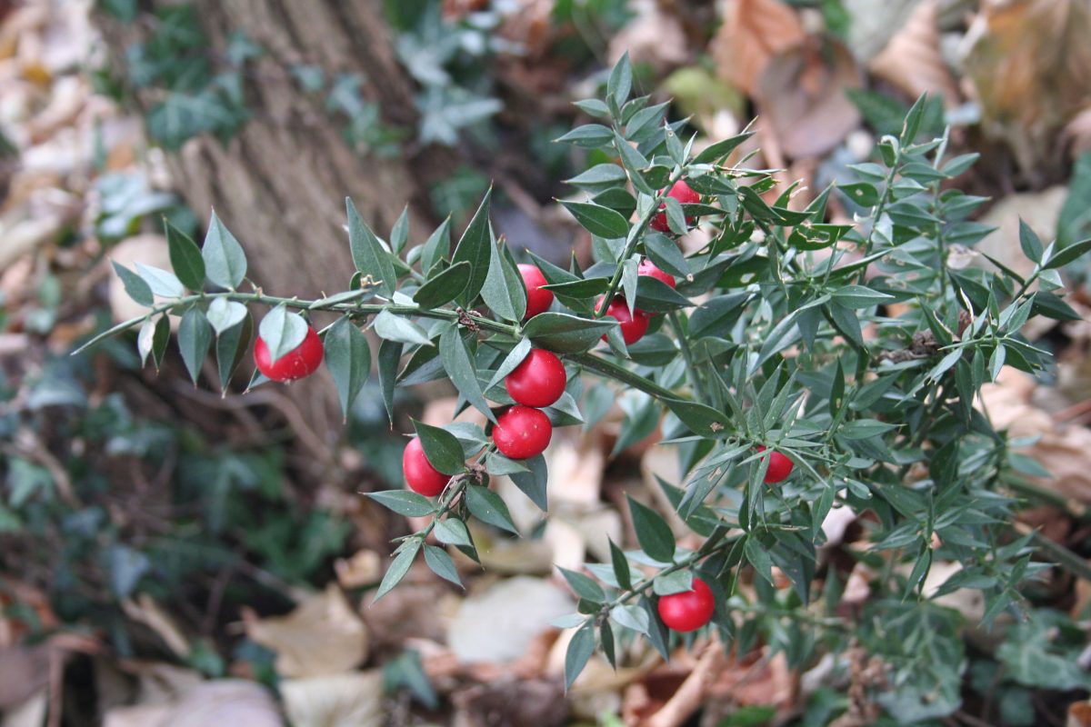 il pungitopo scopri come si AdobeStock 99314961