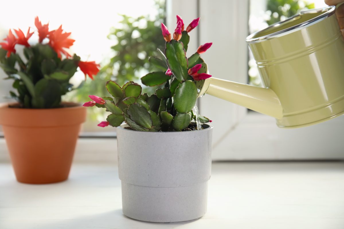 la schlumbergera la pianta che AdobeStock 428963491 1