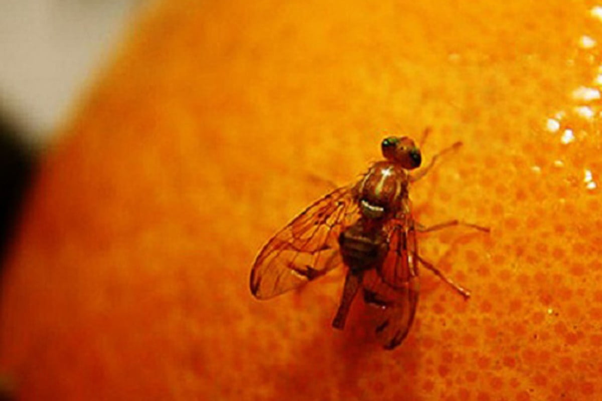 profumare la cucina e allontanare mosche in cucina