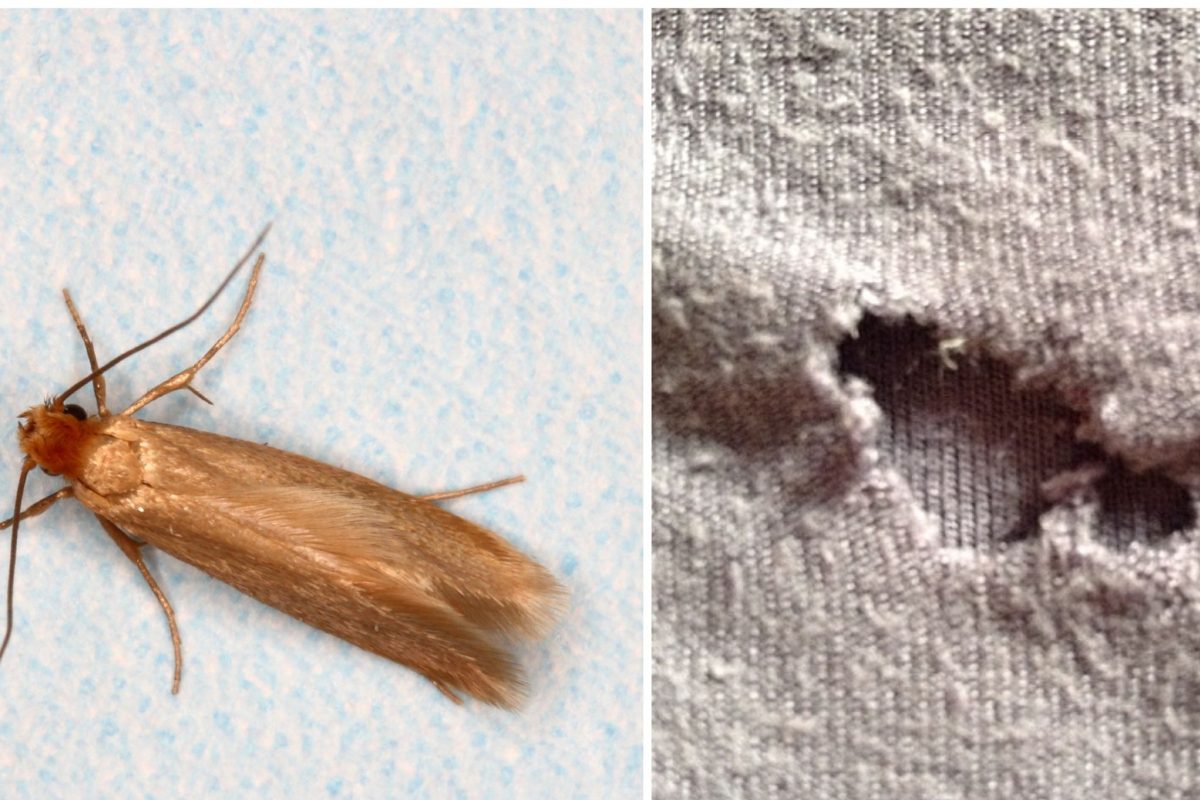 zero tarme con un ingrediente 1