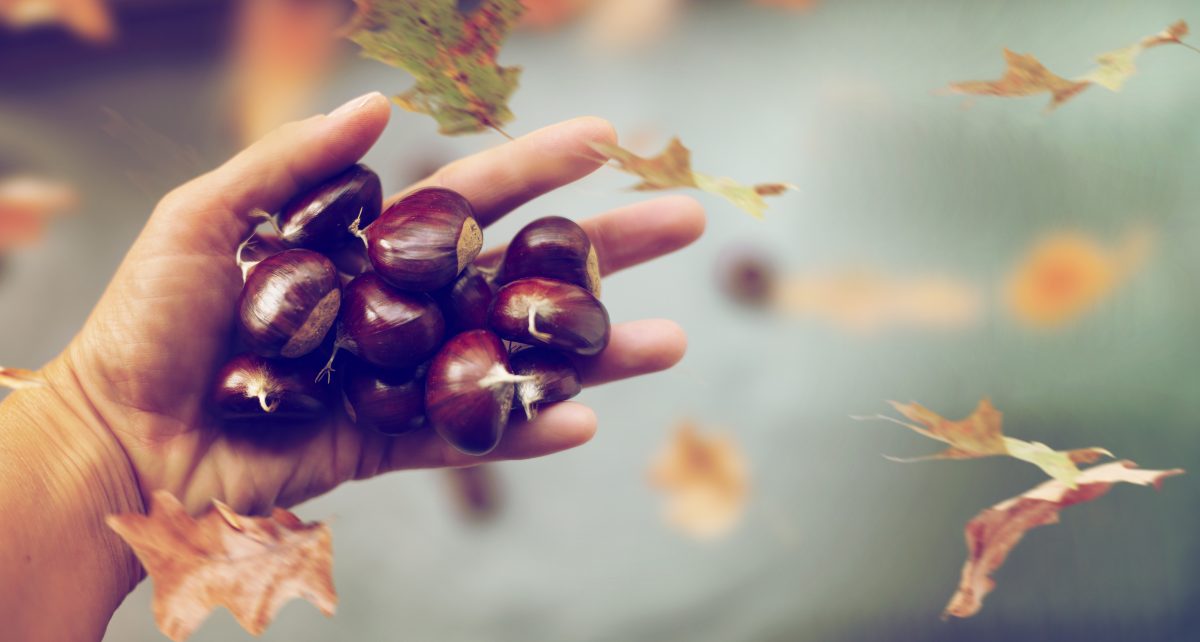come conservare le castagne 7 AdobeStock 295623226 1
