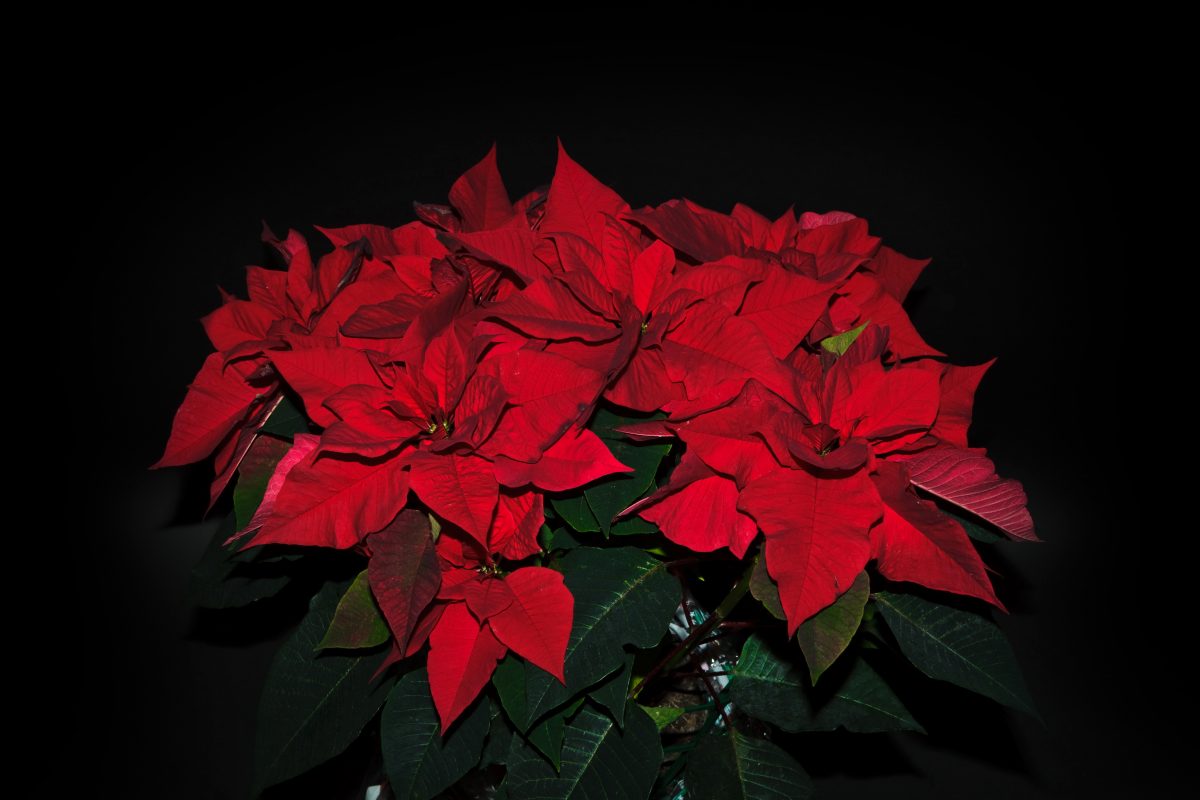 ecco come far tornare rossa AdobeStock 19218086