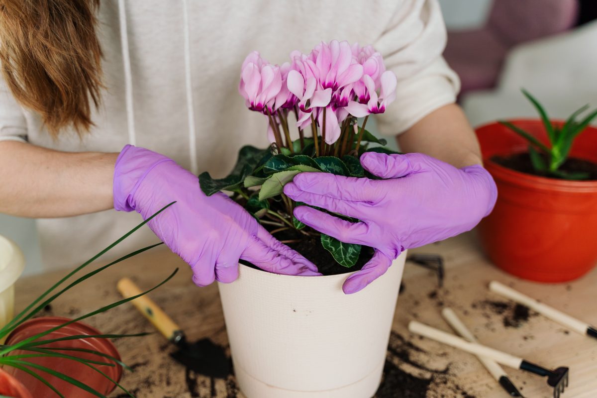 il ciclamino ecco dove dovete AdobeStock 348348422