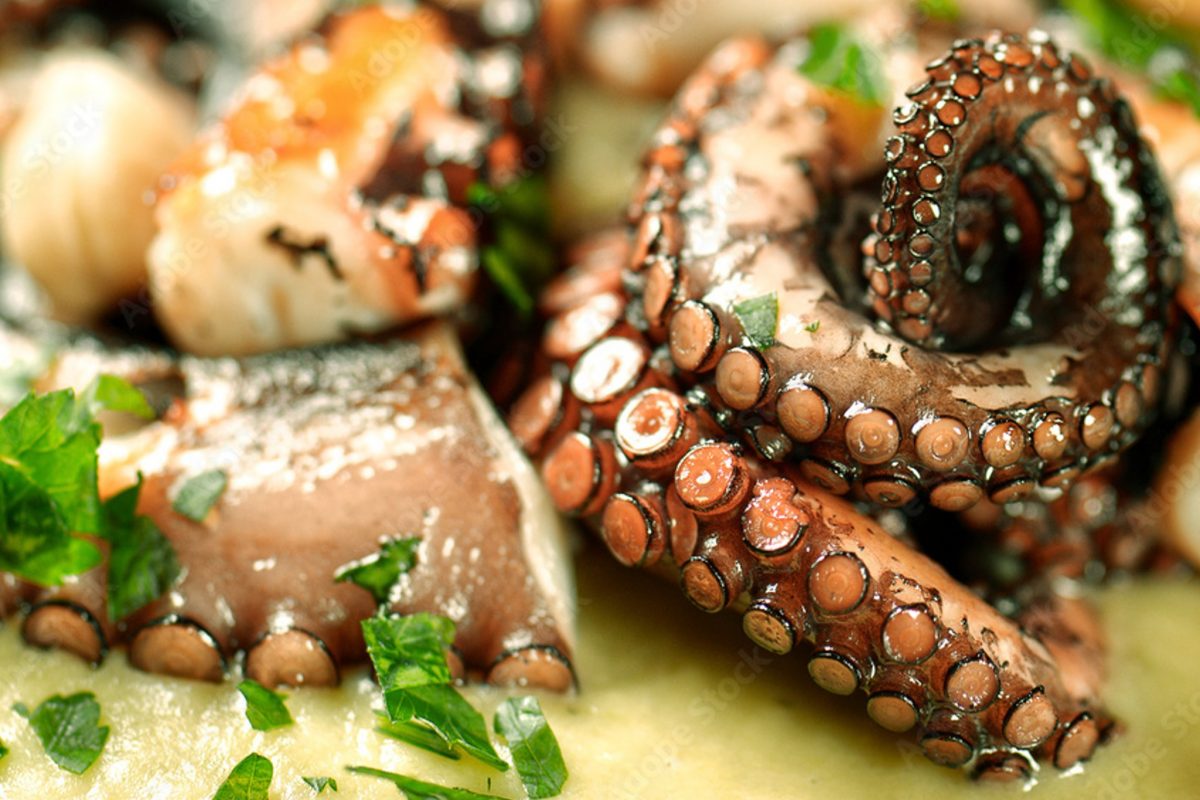 il polpo si veste dautunno 3