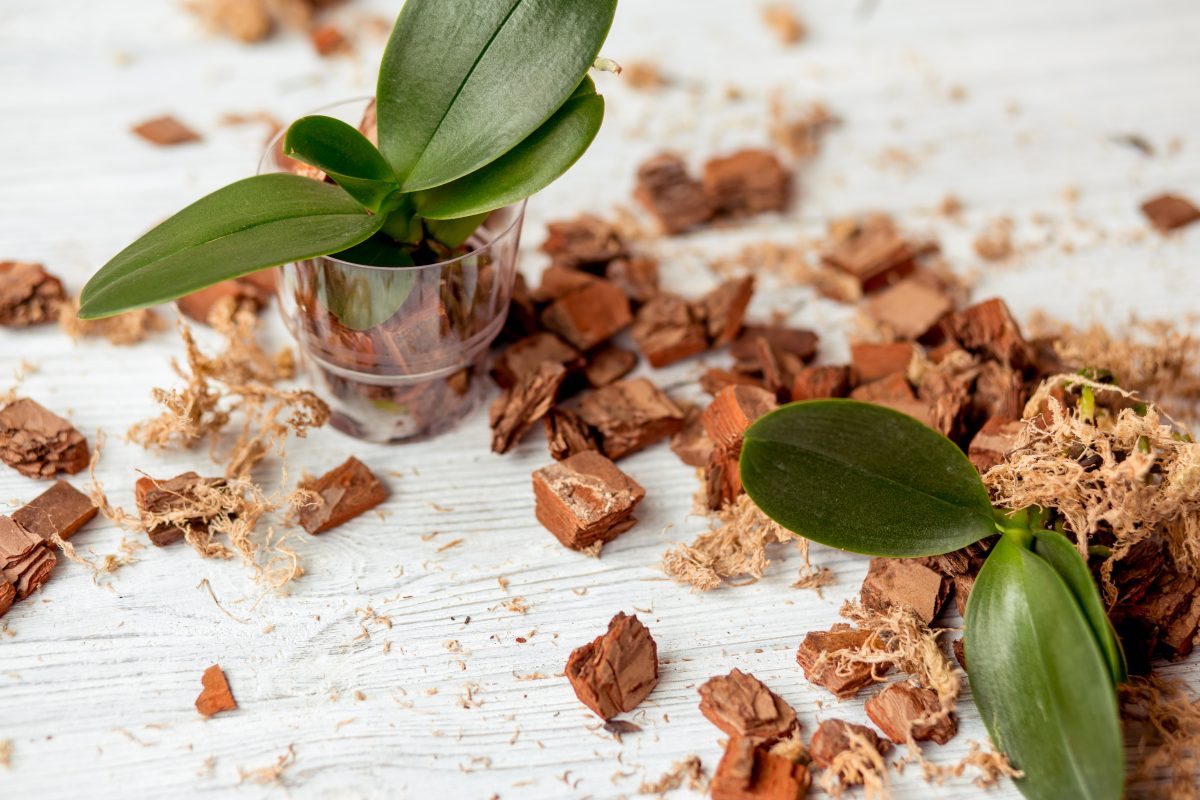 orchidea alcuni consigli su come AdobeStock 125317060