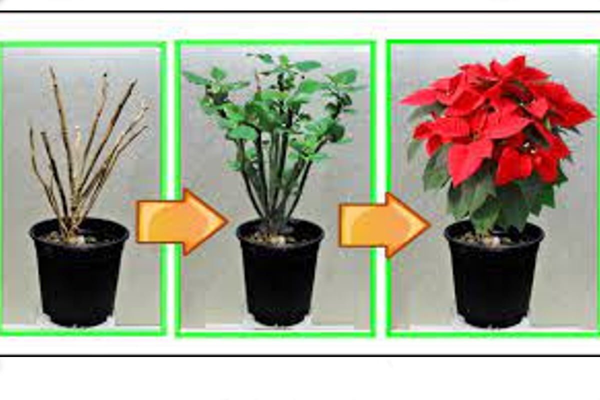 come resuscitare le stelle di trucco stella di natale