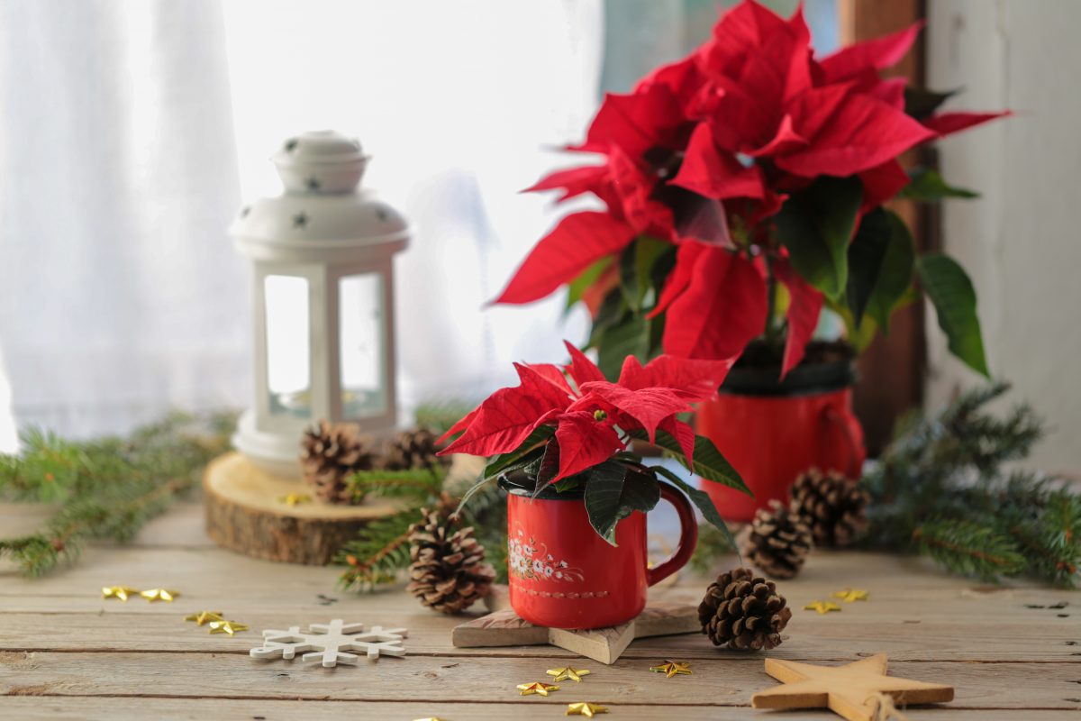 stella di natale i consigli AdobeStock 476454440