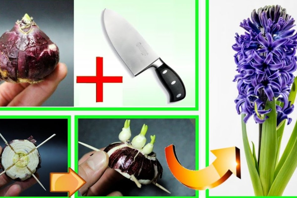 il giacinto come da un giacinto bulbo