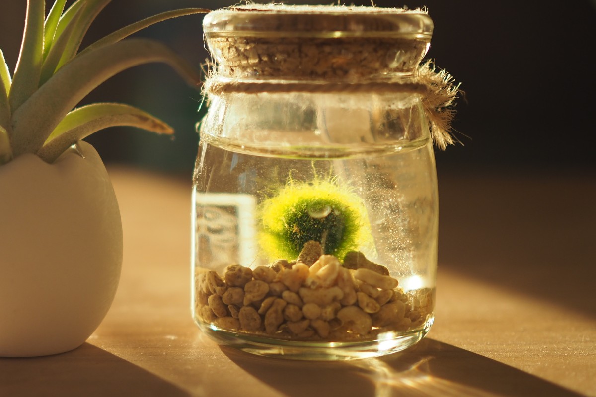 marimo 7 falsi miti sullalga marimo