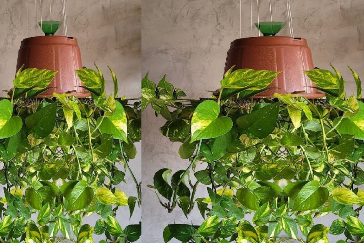 planta pendurada invertida deixa sua pianta sotto sopra