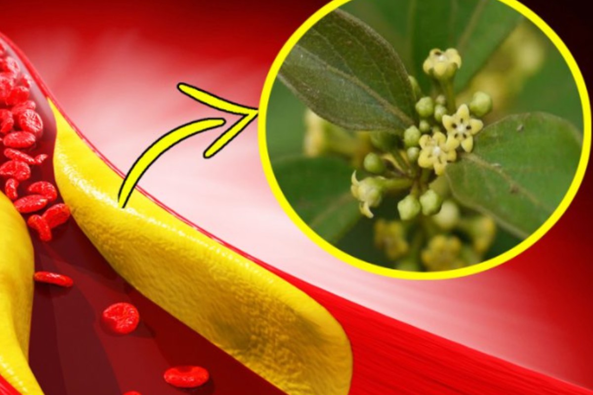 se presa cosi questerba abbassa Gymnema sylvestre