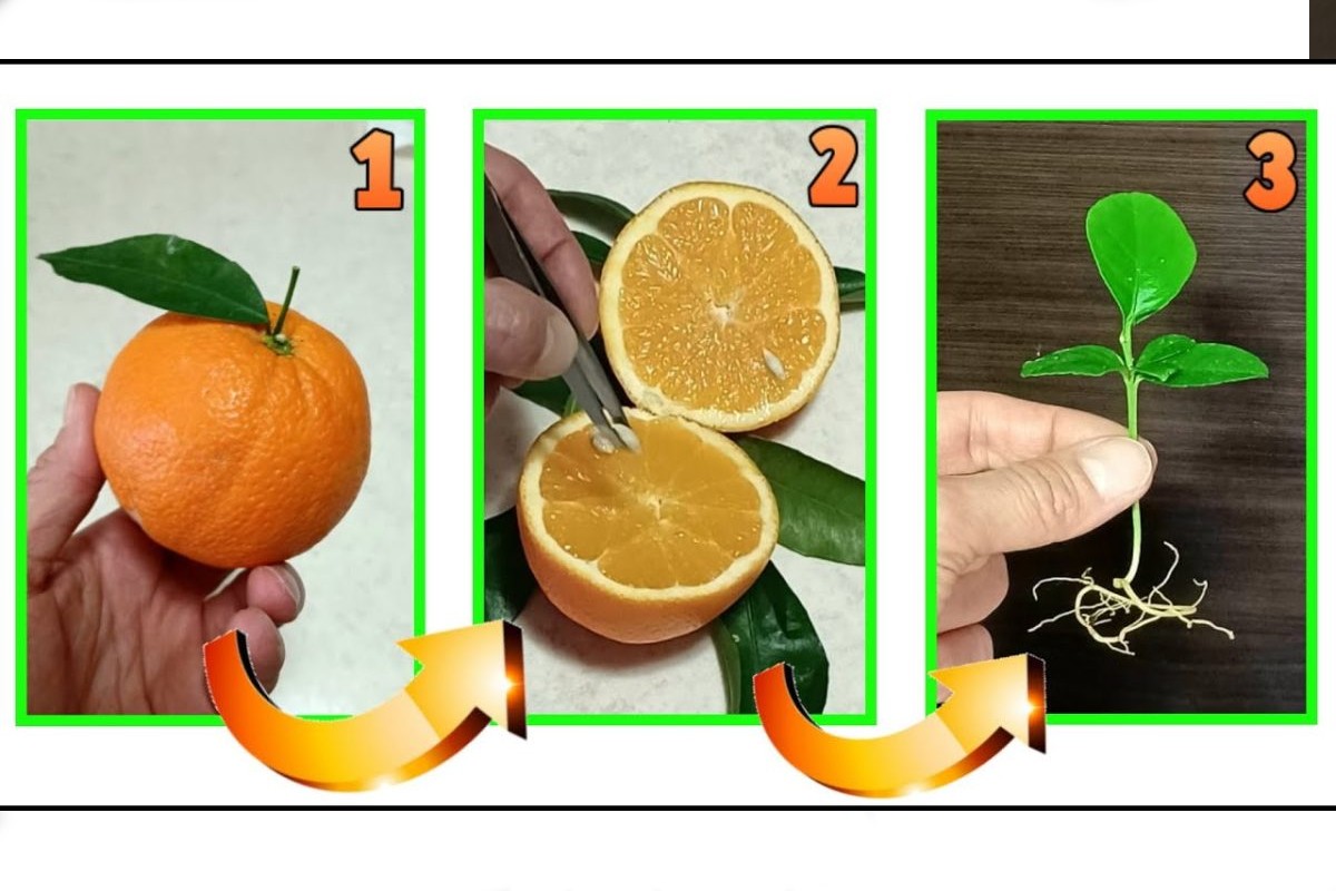 prendi unarancia e fai nascere arancia pianta