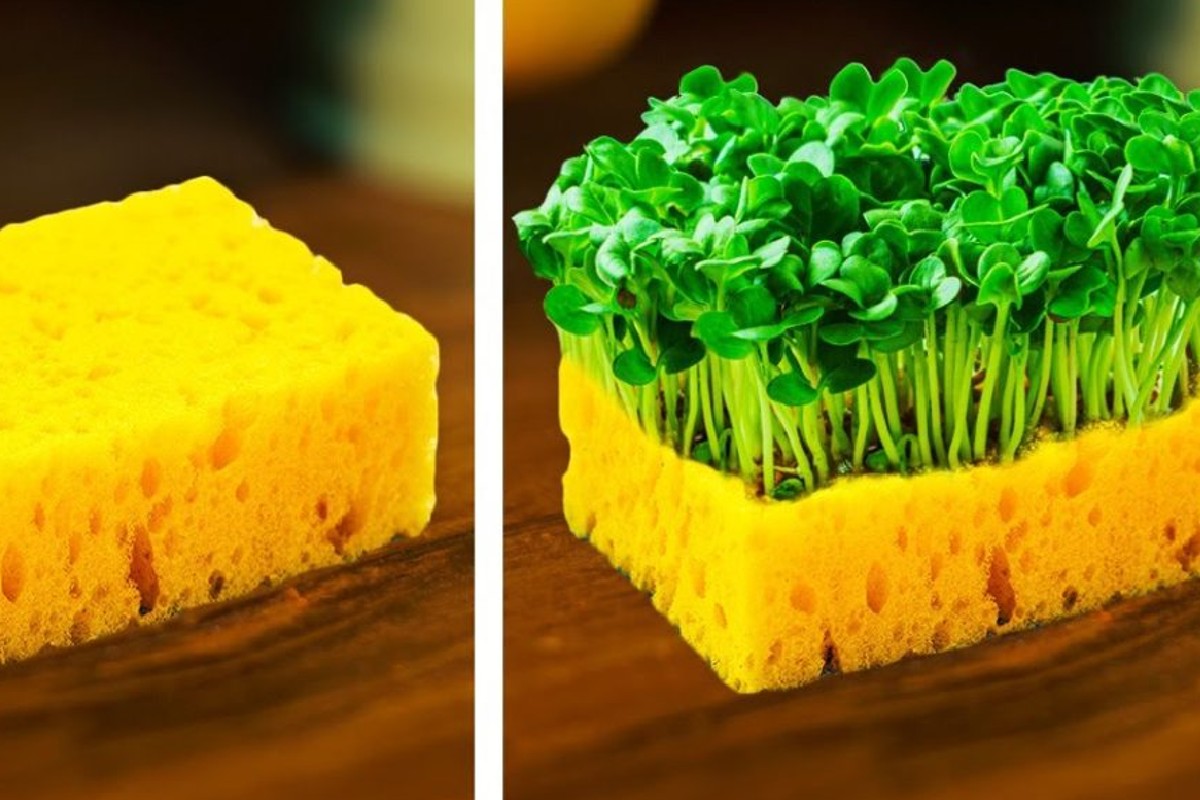 tanti modi geniali e veloci farcrescere le piante dai semi