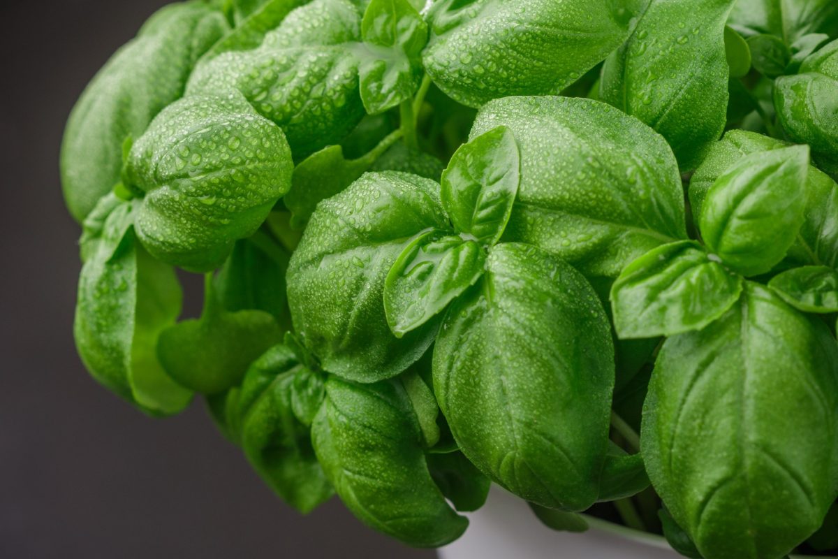 coltivare il basilico senza sbagliare 1