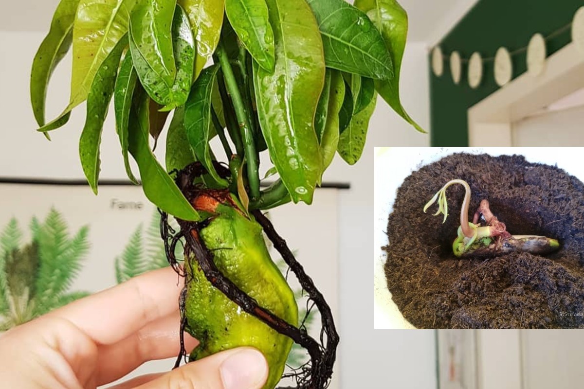 coltivare il mango in casa come coltivare il mango coltivare il mango