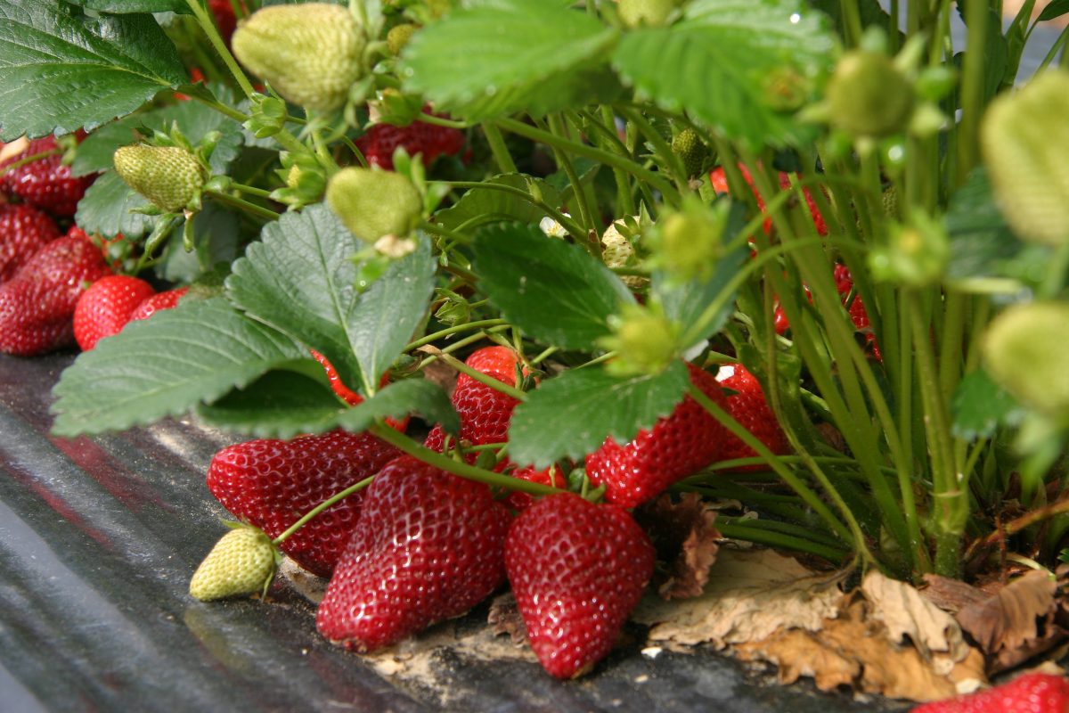 coltiviamo le fragole in vaso AdobeStock 17304293