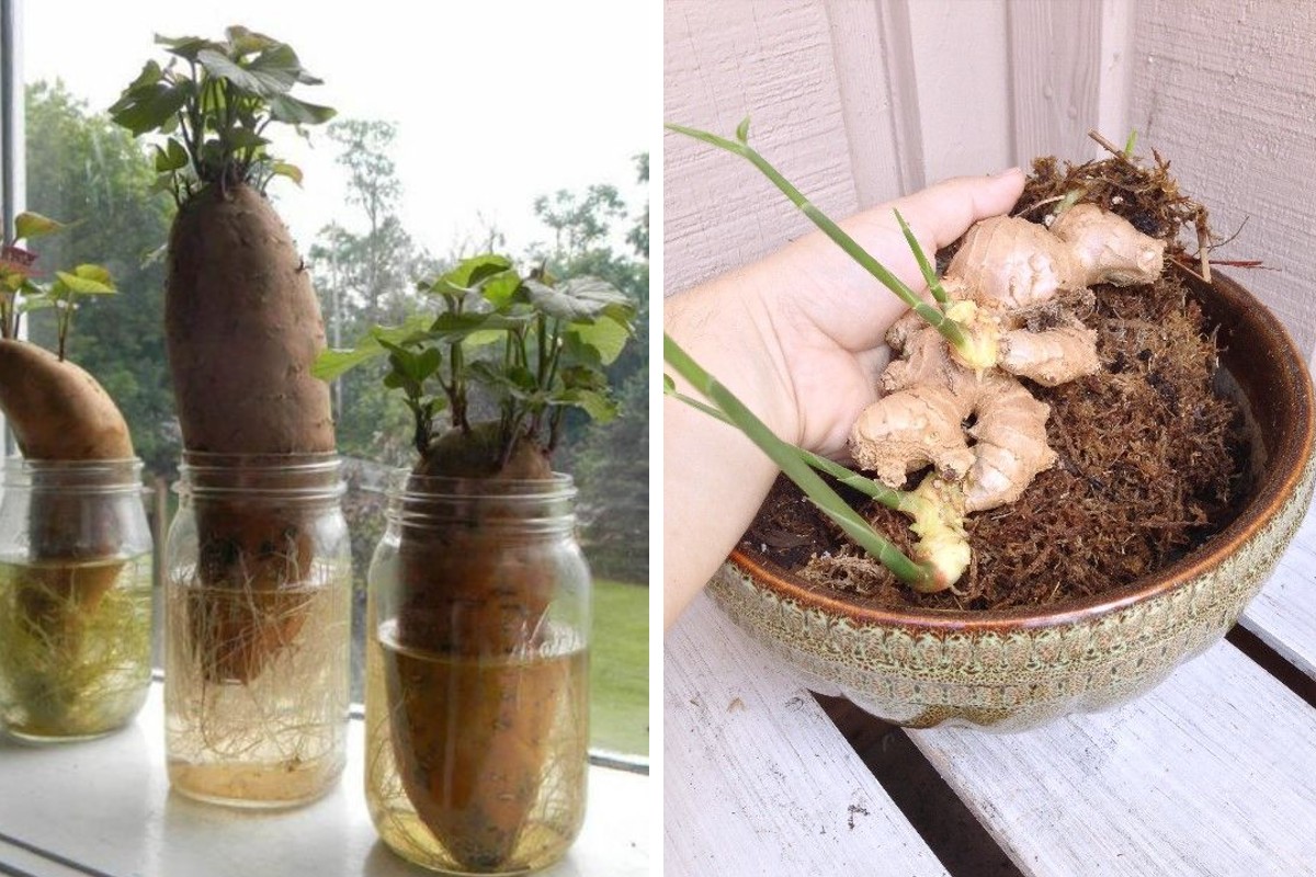 come far ricrescere semi della piante 1