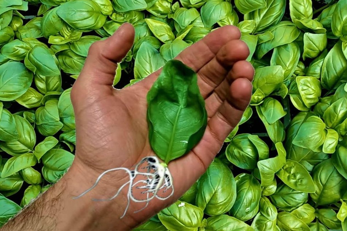 come moltiplicare allinfinito il basilico moltiplicare il basilico