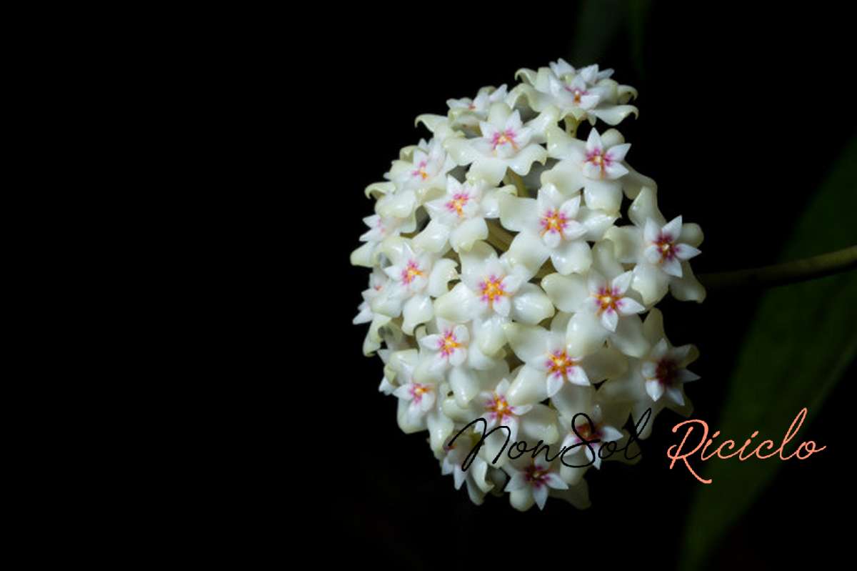 fiori di cera come fare hoya flower macro 10221 7601 1