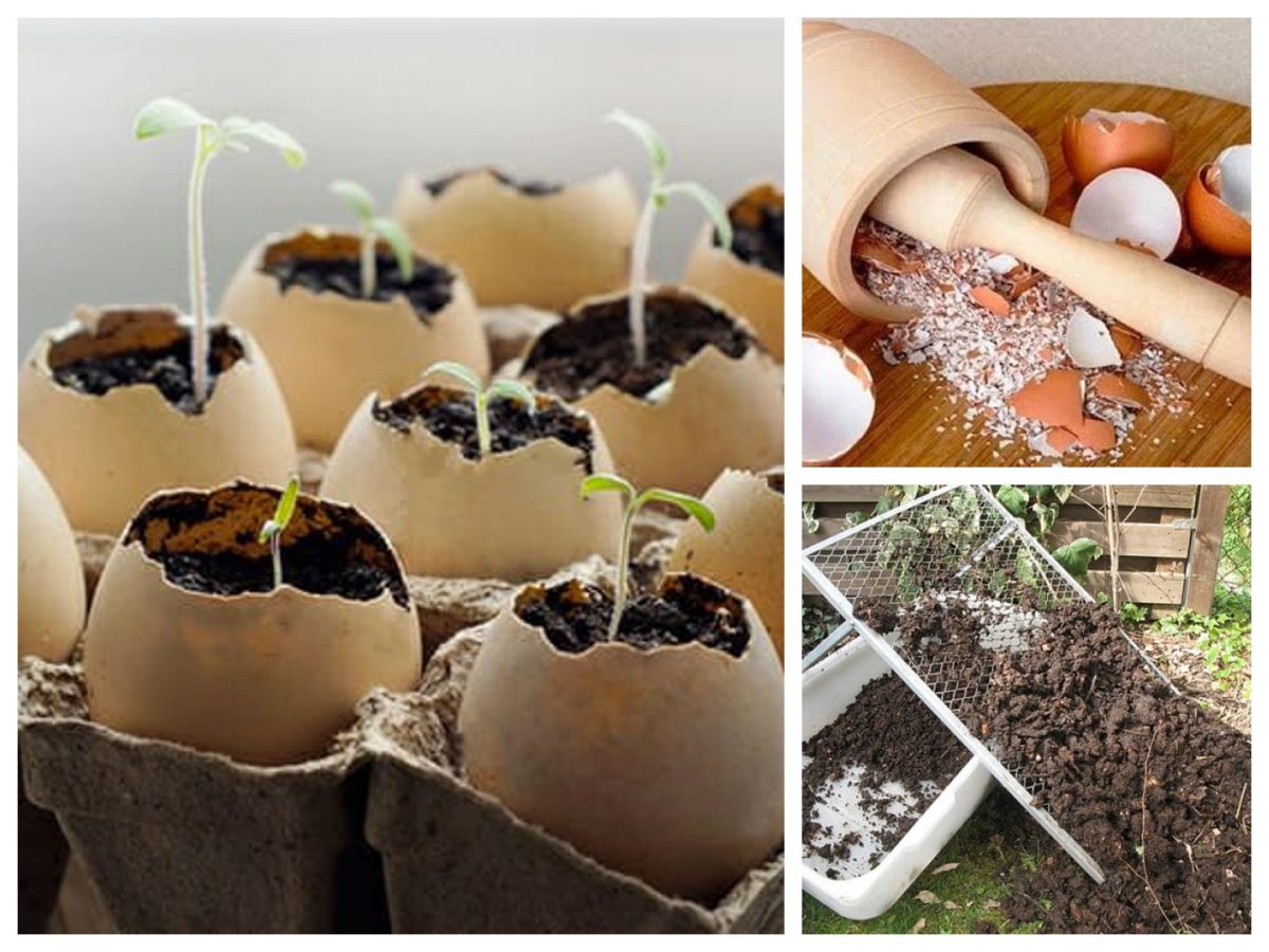 gusci delle uova 8 usi gusci delle uova 8 usi 111111111111111111111111111