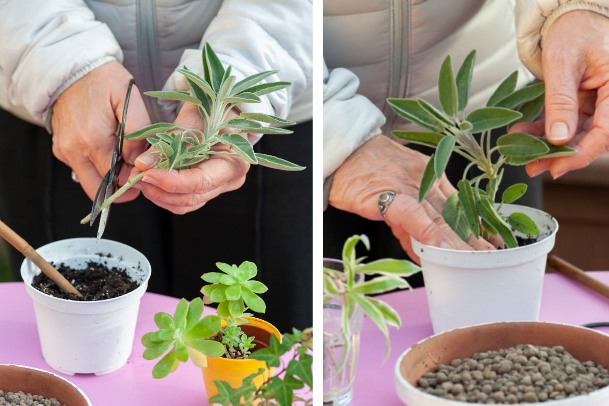 salvia in vaso come si salvia in vaso