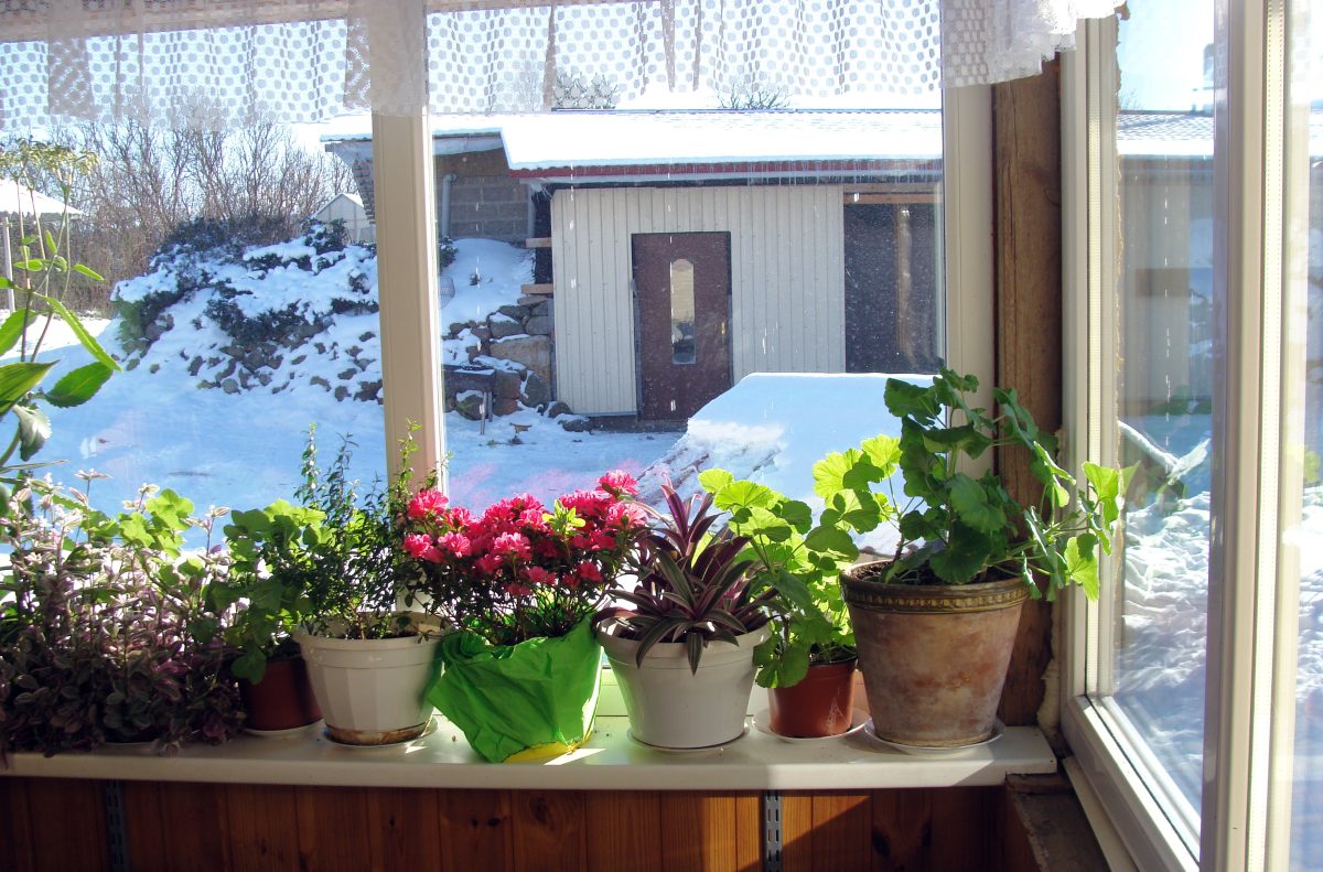 5 piante facili da coltivare AdobeStock 413301192