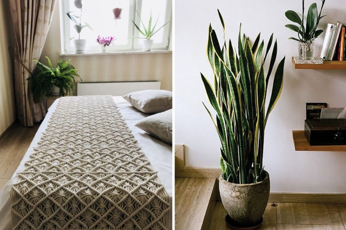 arreda la tua casa con piante in casa