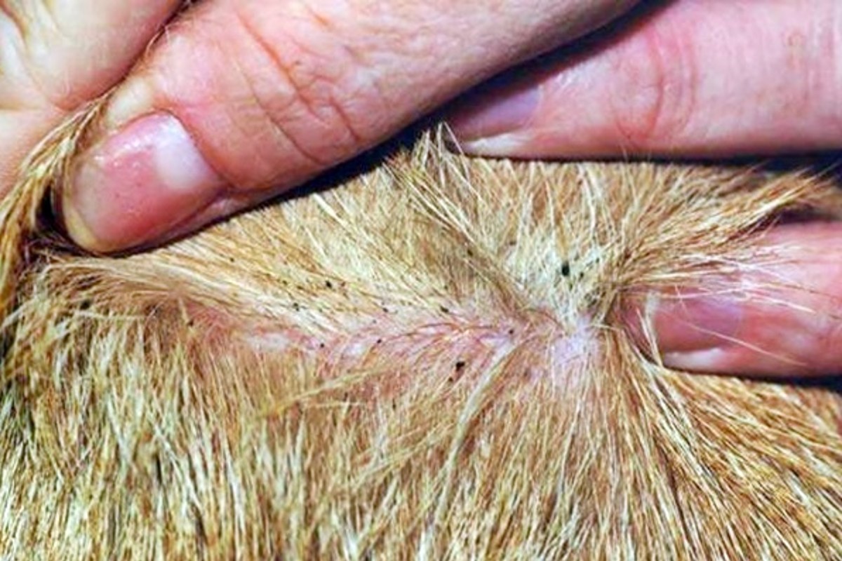 cane e gatto unestate senza pulci e zecche