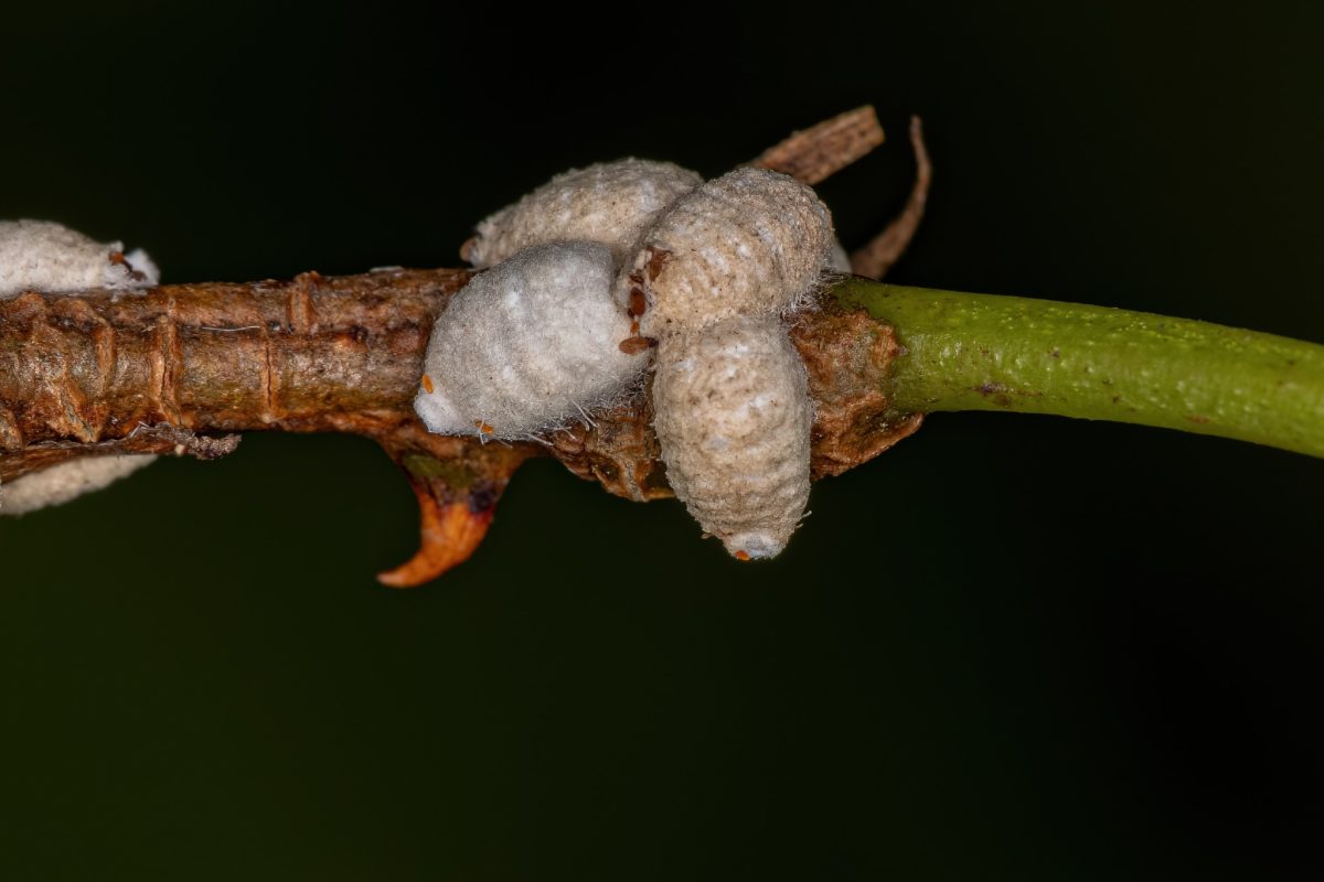 cocciniglia cotonosa ecco come liberarsene 2