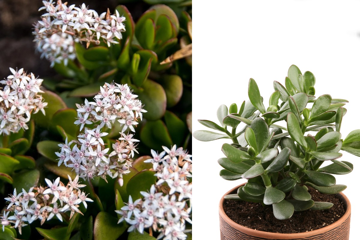 come fare fiorire un albero albero di giada