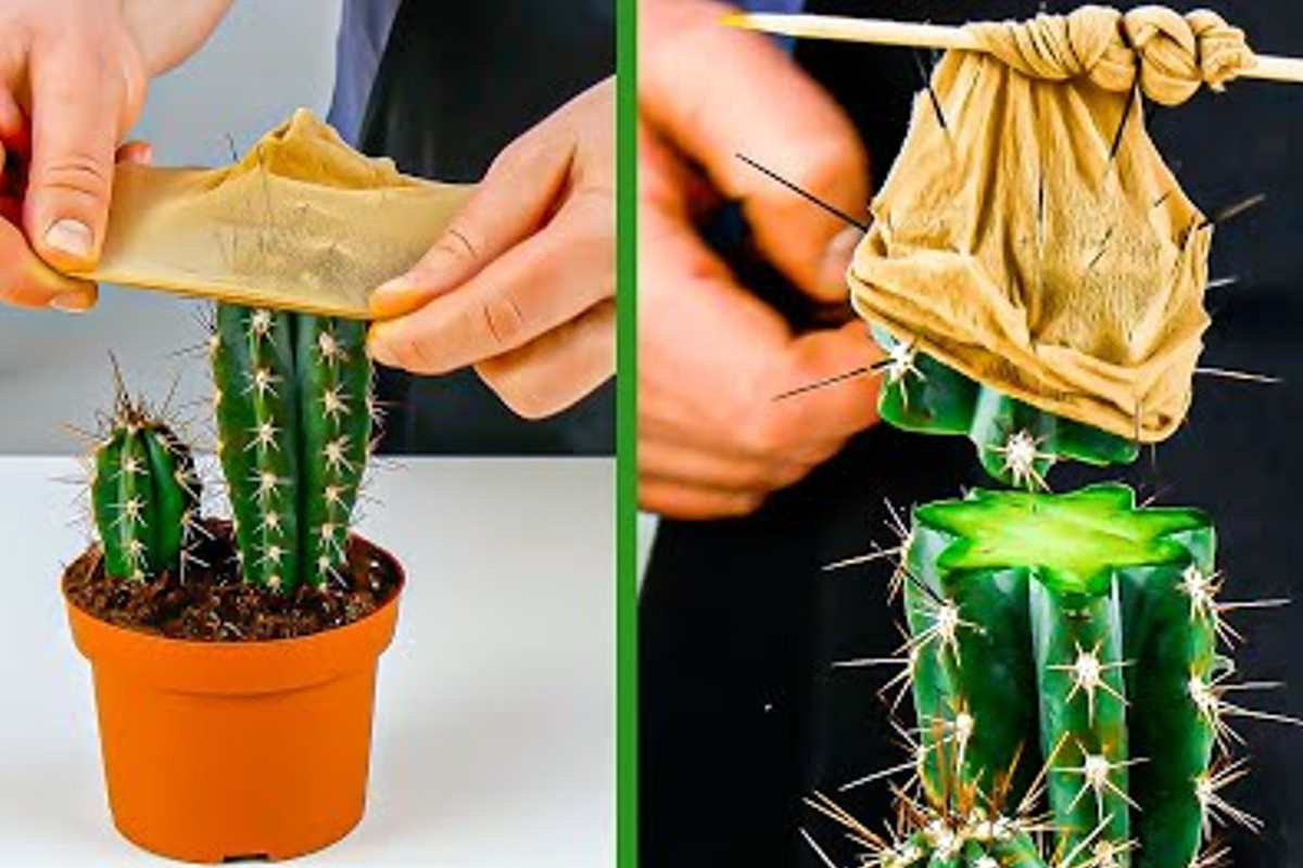 come riprodurre facilmente 9 fantastiche creare nuove piante con un come riprodurre le piante grasse