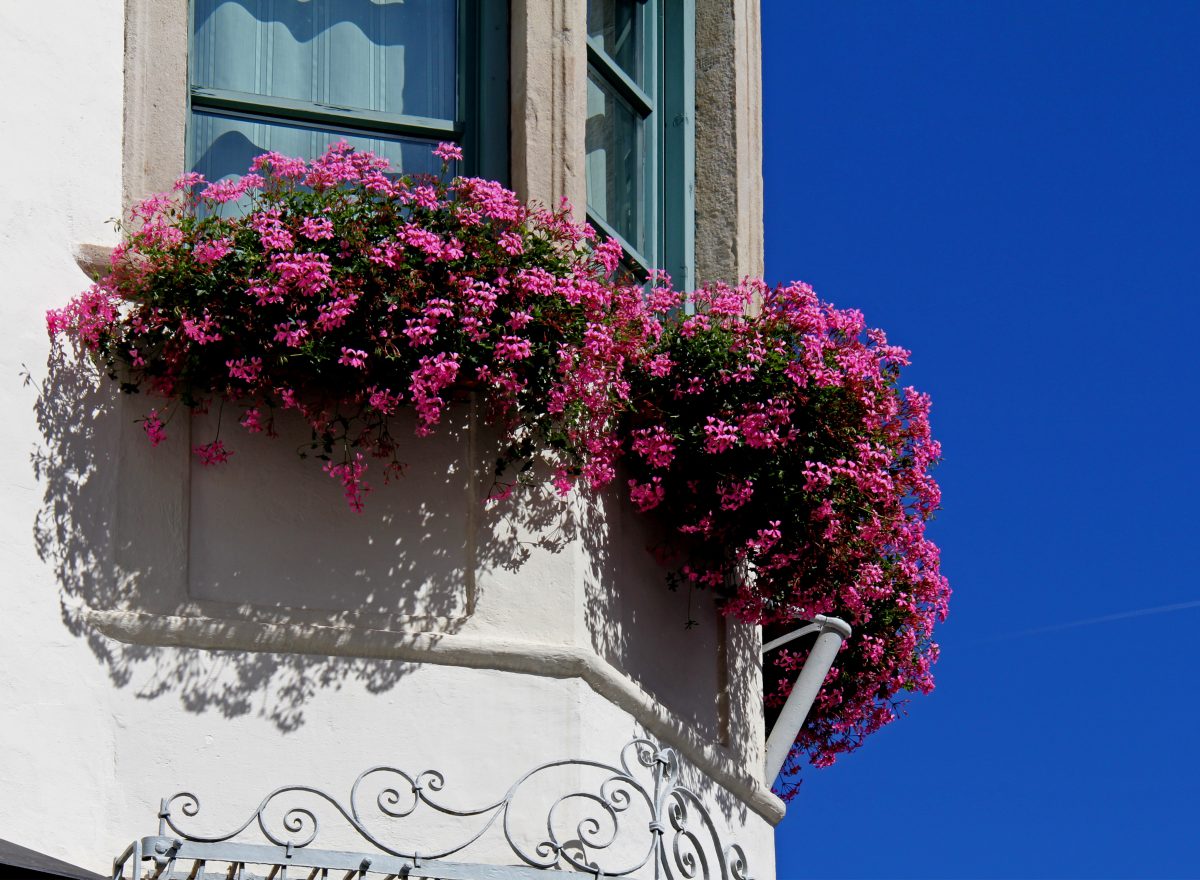 il geranio come e quando AdobeStock 165847370 1