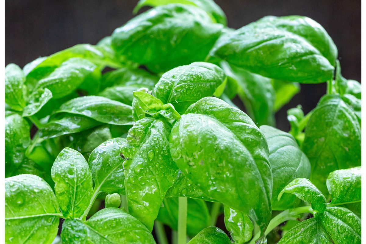 innaffiare e curare il basilico 2