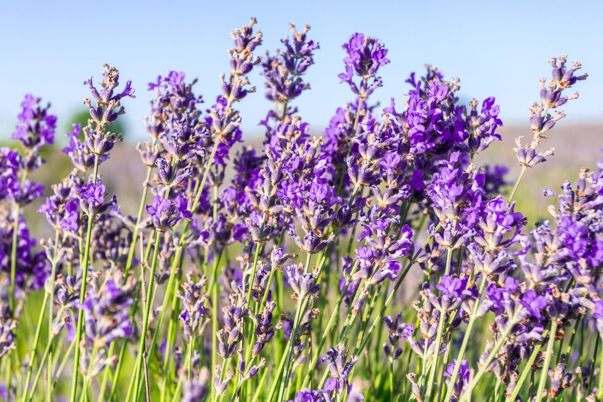 lavanda come coltivare la regina 2