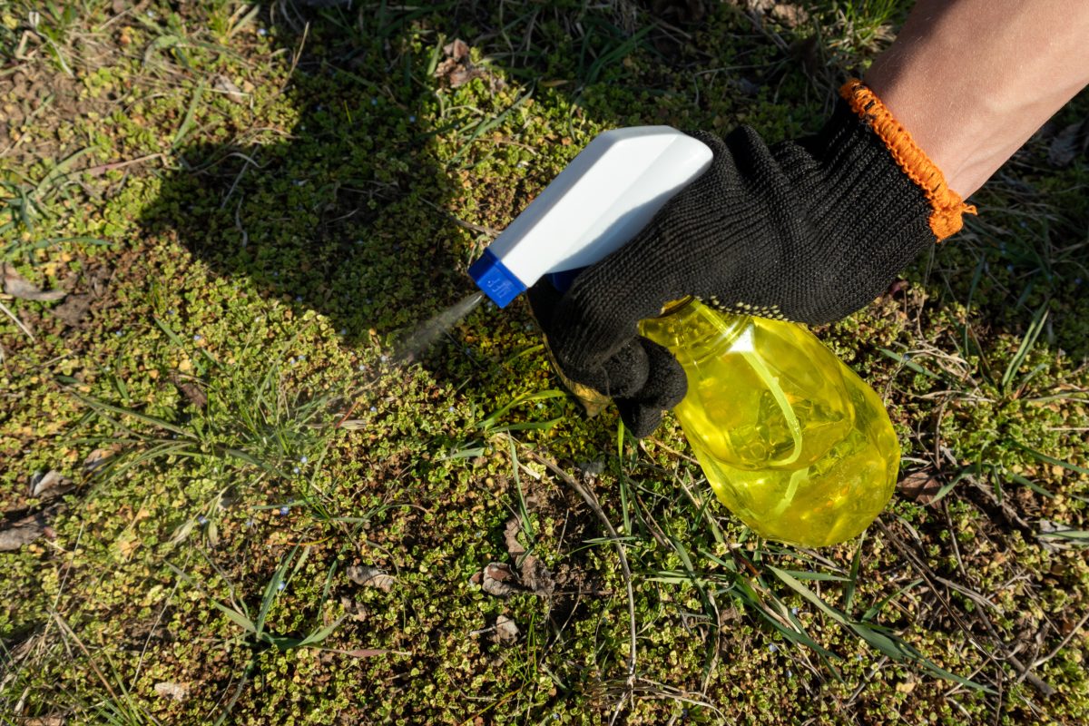 le erbacce avranno vita breve AdobeStock 337470562