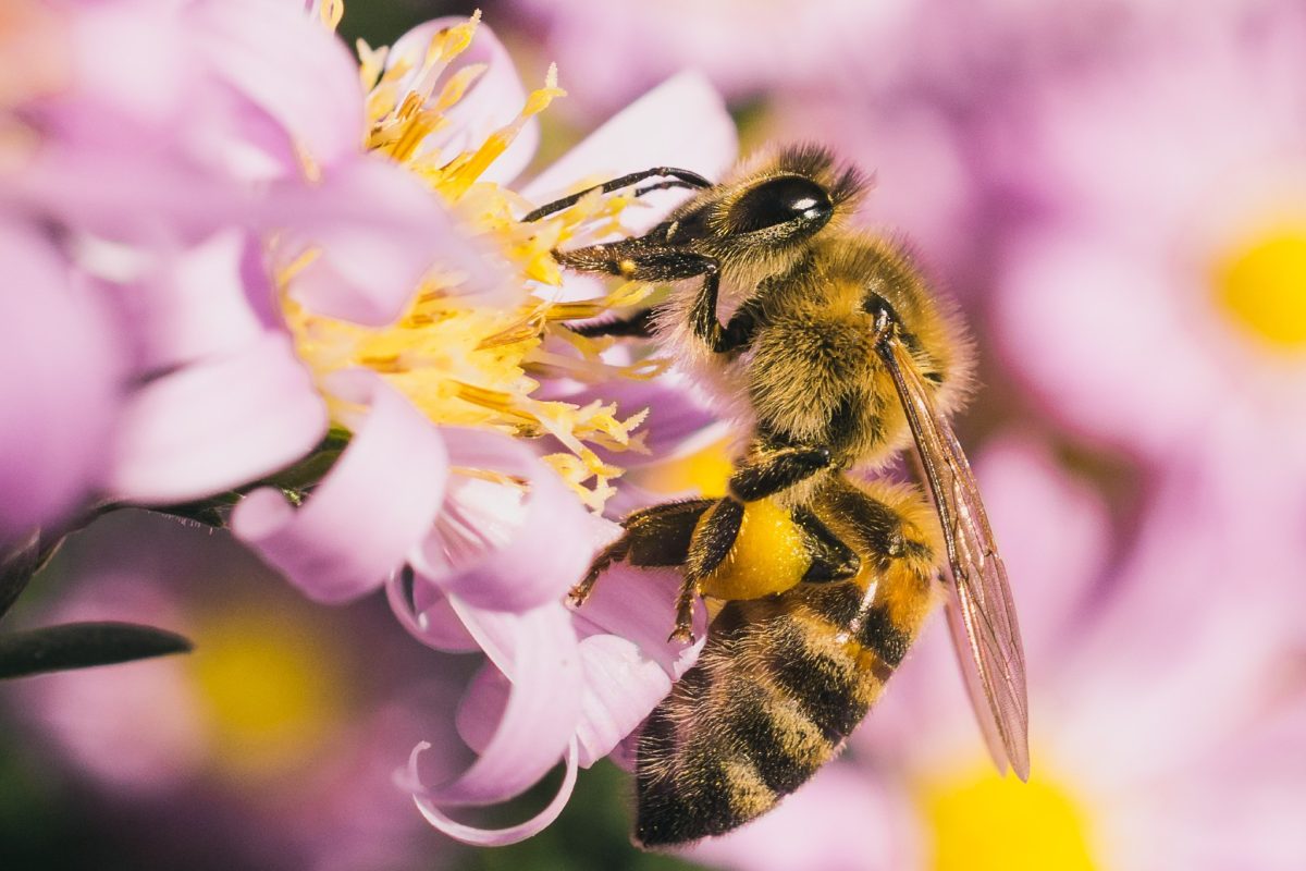 non solo le api sono 2