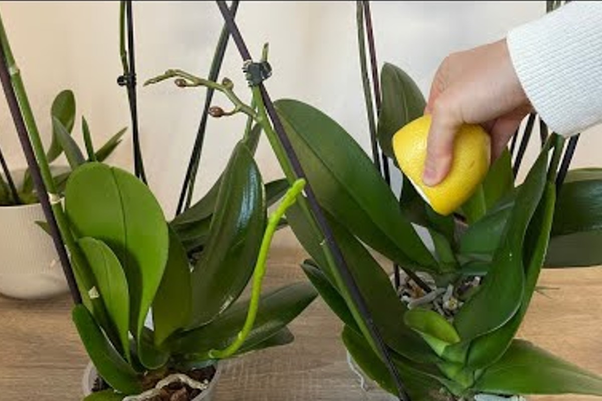 orchidea il trucco migliore per fallo allorchidea fiorira abbondantemente produrra succo di limone orchidea