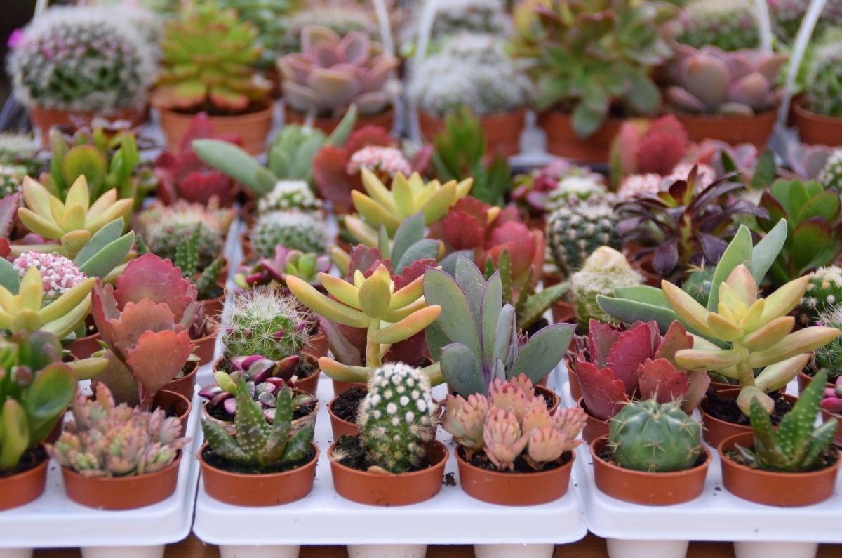 piante grasse in un unico piante grasse come creare un AdobeStock 140542394 1 1200x795 1