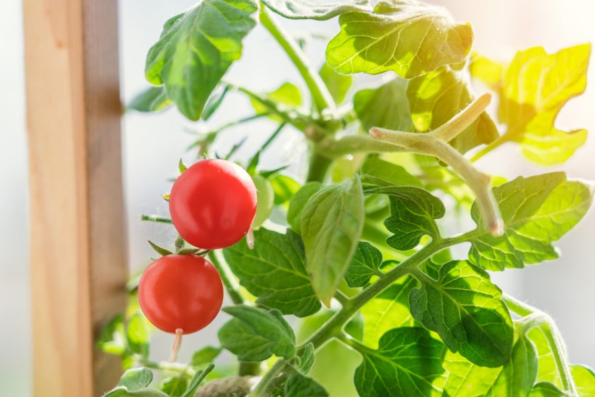 pomodori in vaso il segreto 0