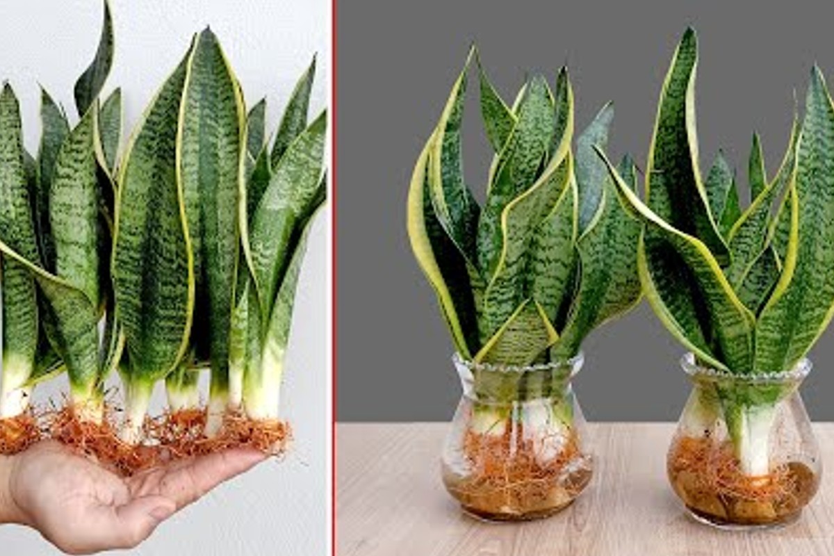 sansevieria coltiva questa pianta cosi sansevieria in acqua coltiva questa Sansevieria in acqua