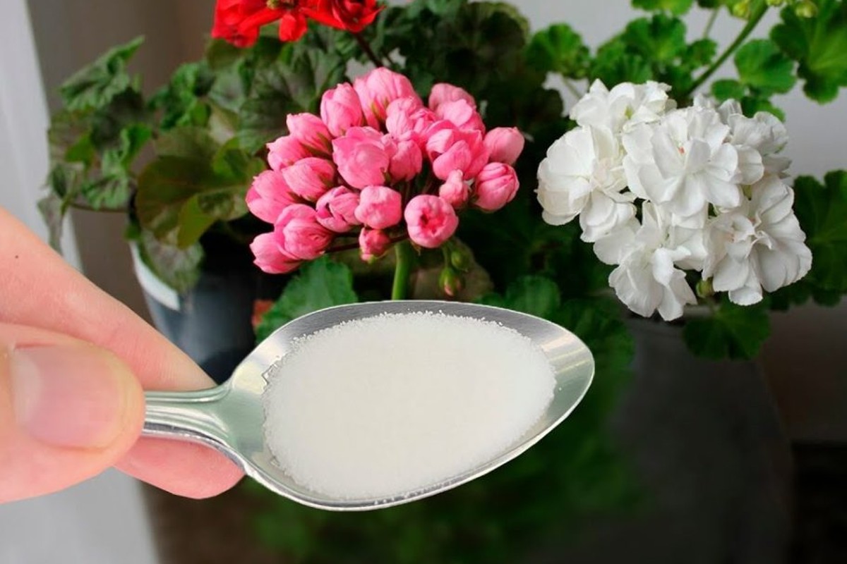 un solo cucchiaio di questo fioritura spettacolare