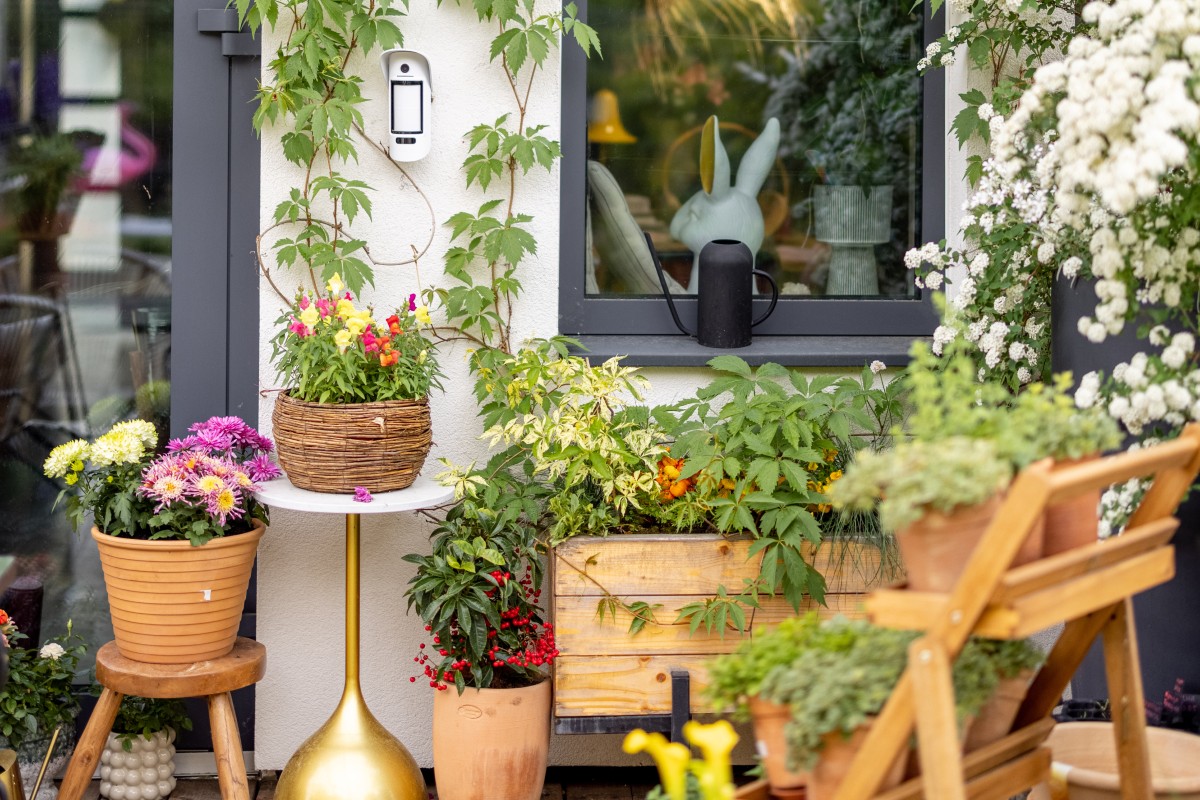 10 piante da esterno resistenti piante resistenti