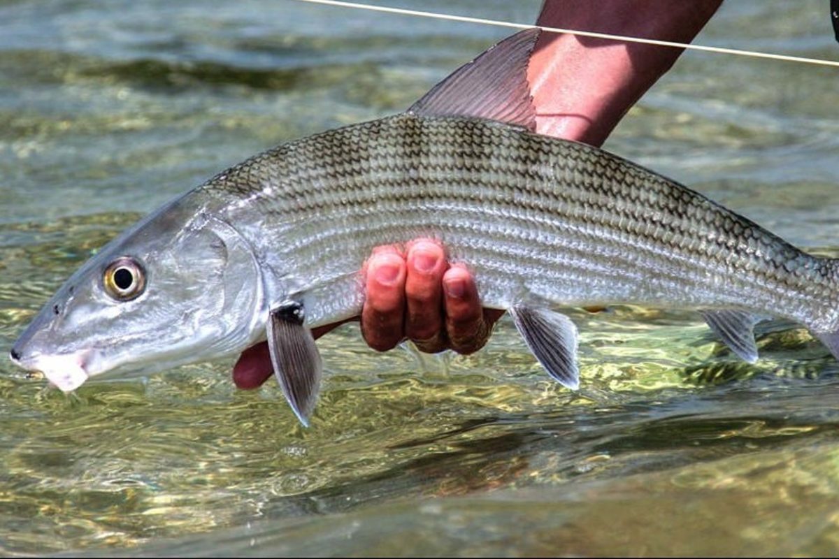 allarme pesce contaminato solo in 5