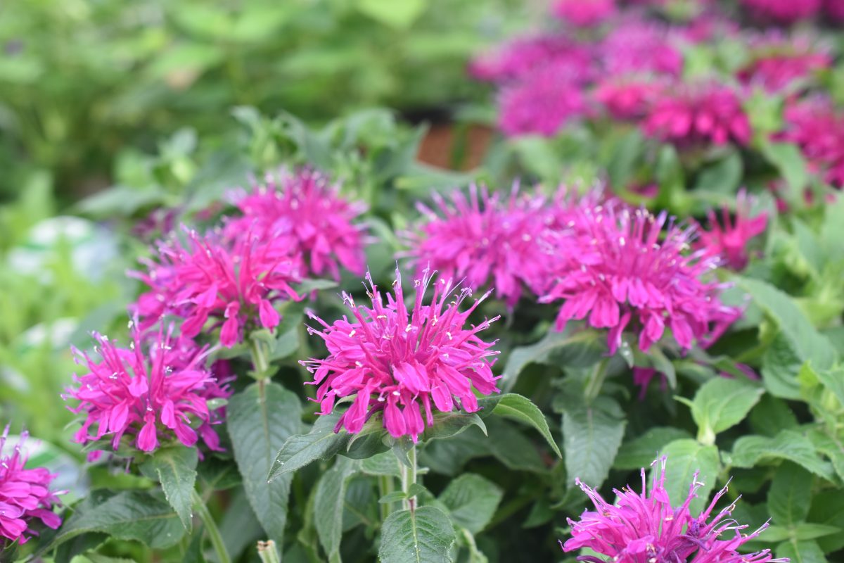 allontanare le zanzare con questa AdobeStock 420079208