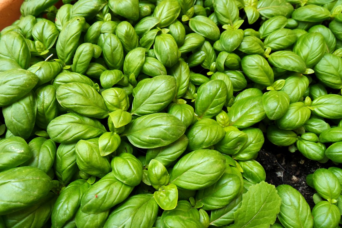 basilico se lo innaffi cosi AdobeStock 503106976