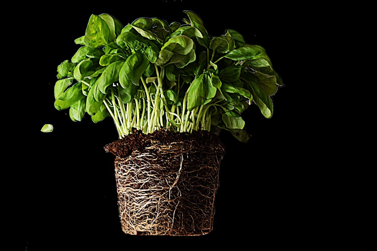 come coltivare il basilico in ecco come coltivare il basilico AdobeStock 215807998 1 1200x800 1