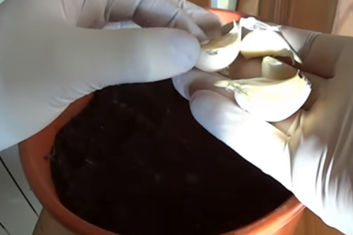 come coltivare laglio sul tuo coltivareo laglio sul balcone