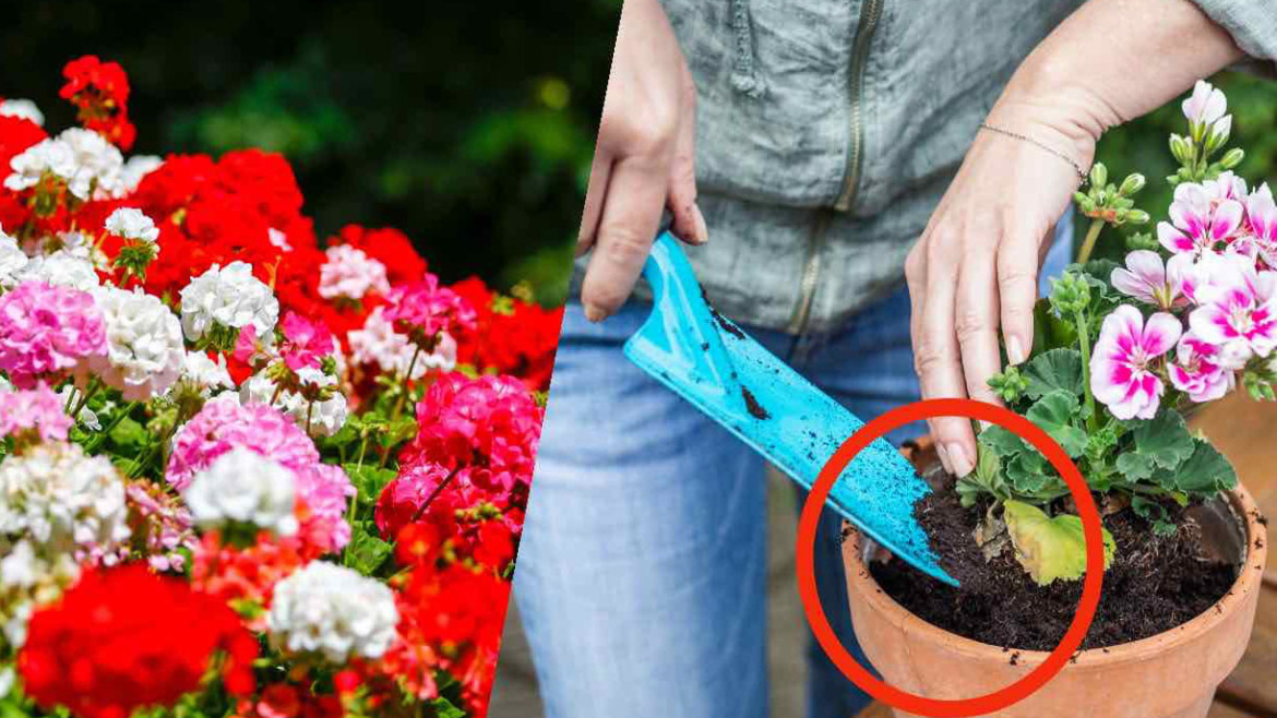 come moltiplicare allinfinito una pianta Gerani come moltipllicarli allinfinito 1170x658 1